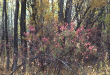 Autumn Pink