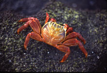 Sally-light-foot crab