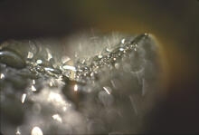 Close-ups of water droplets on leaf