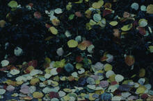 Multi-coloured leaves at Gordon's doorstep