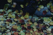 Multi-coloured leaves at Gordon's doorstep