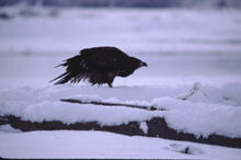 Eagles, mountains and village