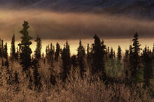 Mountains, mist and trees