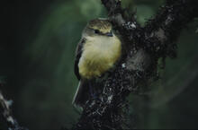 Vermillion flycatcher - females are yellow