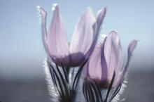 First crocuses east of Saskatoon