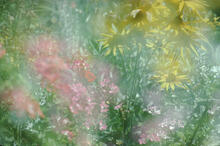 Flower garden close-ups