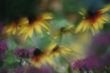 Flower garden close-ups