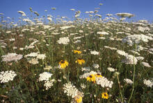 Queen Anne's lace and daisies