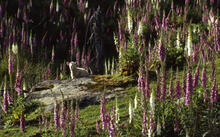 Sheep and foxgloves