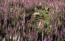 Sheep and foxgloves