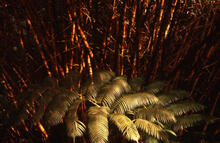 Landscape at Akaka Falls