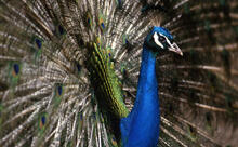 Peacock