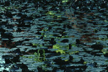 Lily pads and reflections in park