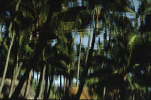 Reflections at Coco Palms, Wailua