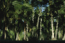 Reflections at Coco Palms, Wailua
