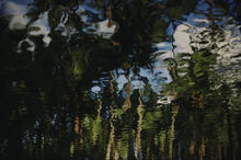 Reflections of palms