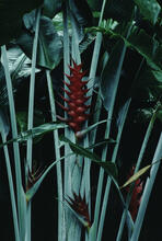 Hilo gardens