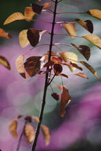Brown and mauve leaves, botanical gardens
