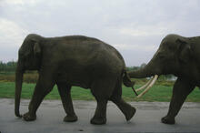 Animal Safari - elephants