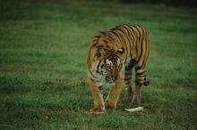 Various at Animal Safari