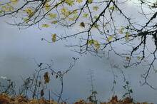 Fall colours