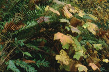 Fall colours