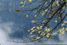Fall colours