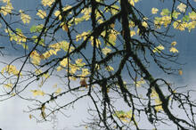 Fall colours