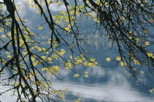 Fall colours