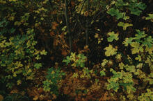 Fall colours