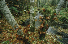 Fall colours