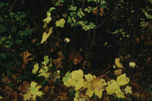 Fall colours