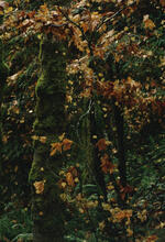 Fall colours