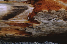 Log with colour enhancer