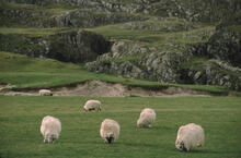 Sheep on the moors