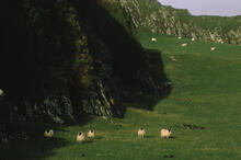 Sheep on the moors
