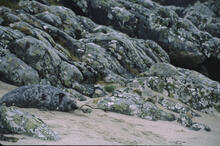 Seal on beach on south part of island