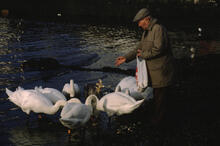 Swans in harbour