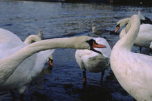 Swans in harbour