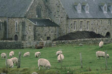 Sheep and Abbey