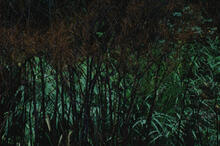 Colourful foliage, Dunvegan castle