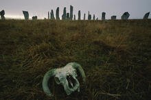 Callanish standing stones with skull