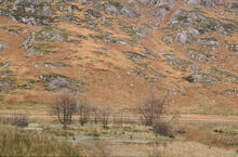 Loch at Kintail mountains