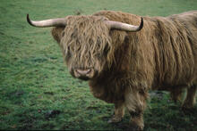Highland bull