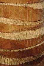Closeup of bark Easter Island