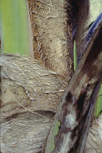 Closeup of plant, Easter Island