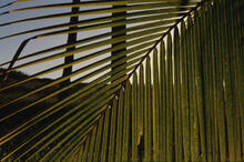 Palm frond, Easter Island