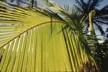 Palm leaf, Easter Island