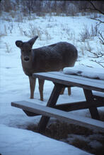 Deer in snow at Keechitawin