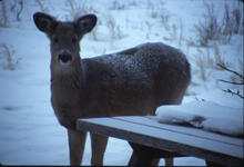 Deer in snow at Keechitawin